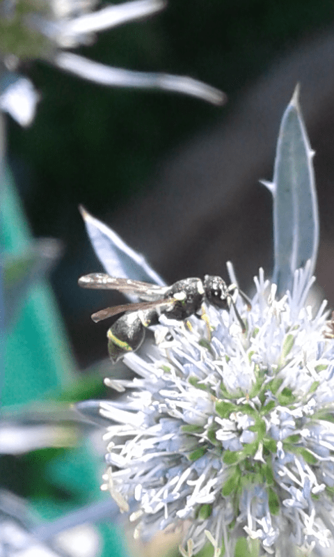 Vespidae Eumeninae?